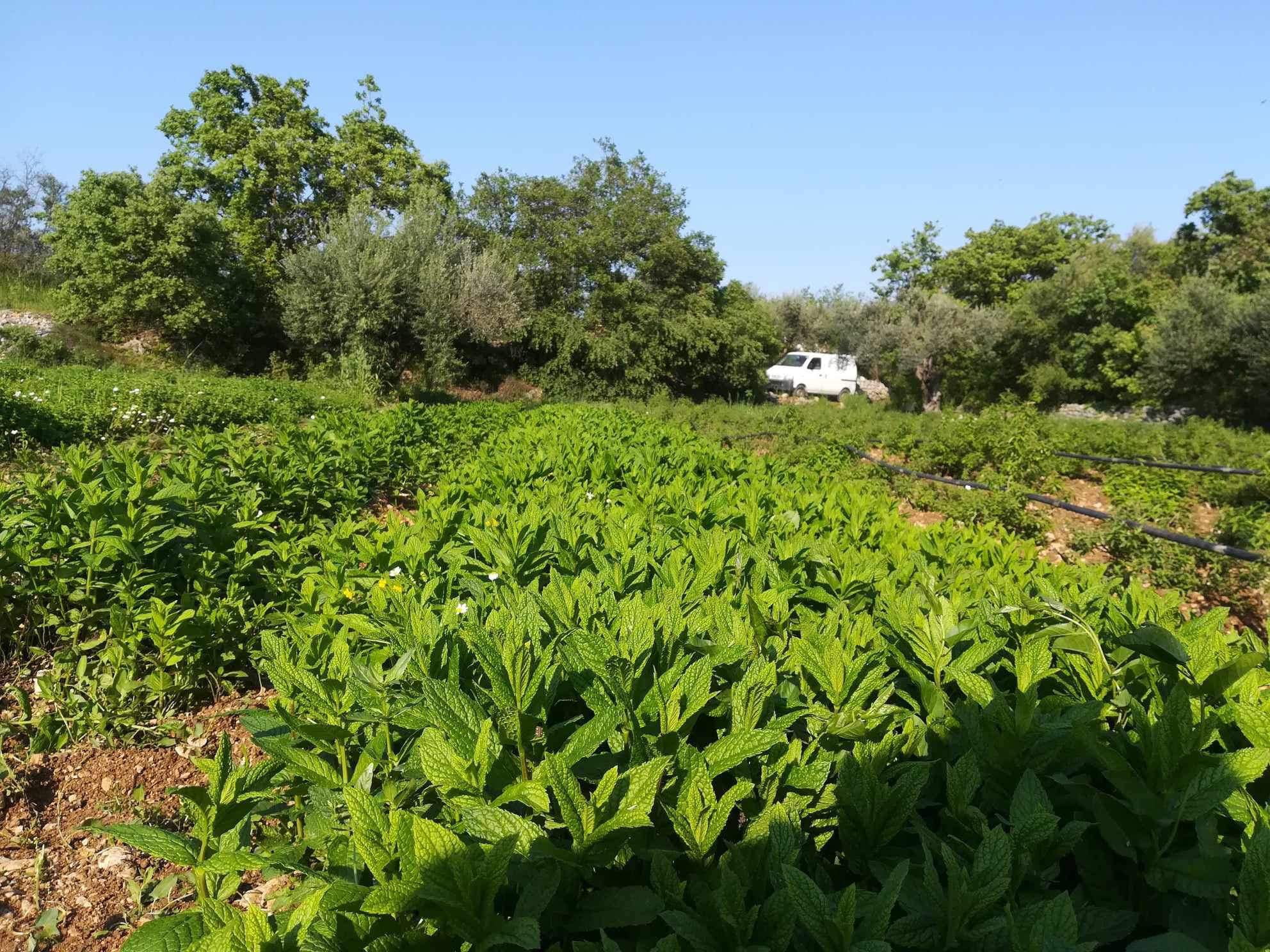 Η Ευρωπαία Αγρότης της Χρονιάς που δημιούργησε βιολογική καλλιέργεια κρίταμου και κάπαρης στη Χίο